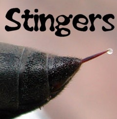 Stingers