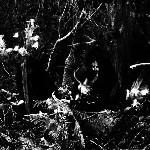 Wolves in the Throne Room