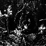 Wolves in the Throne Room
